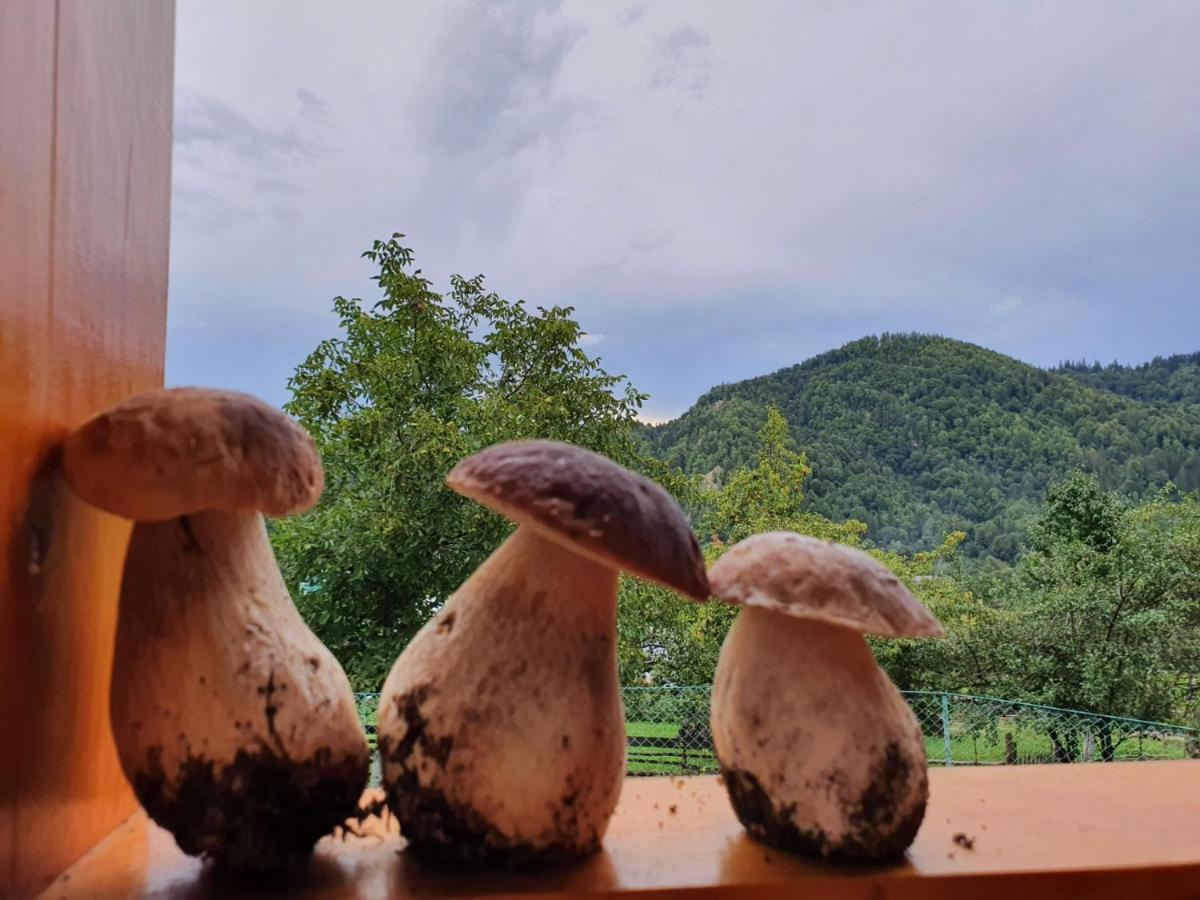 Садиба Кичера Petrashi Bagian luar foto